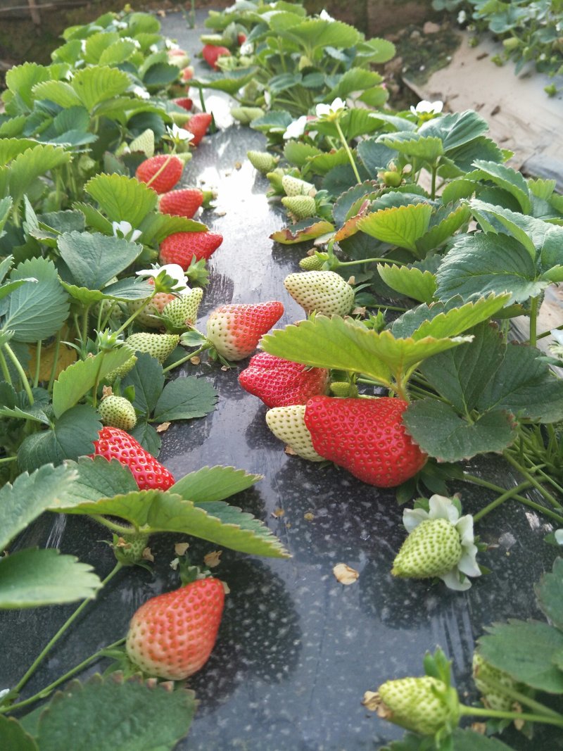 刘家峡奶油草莓大量上市欢迎采购