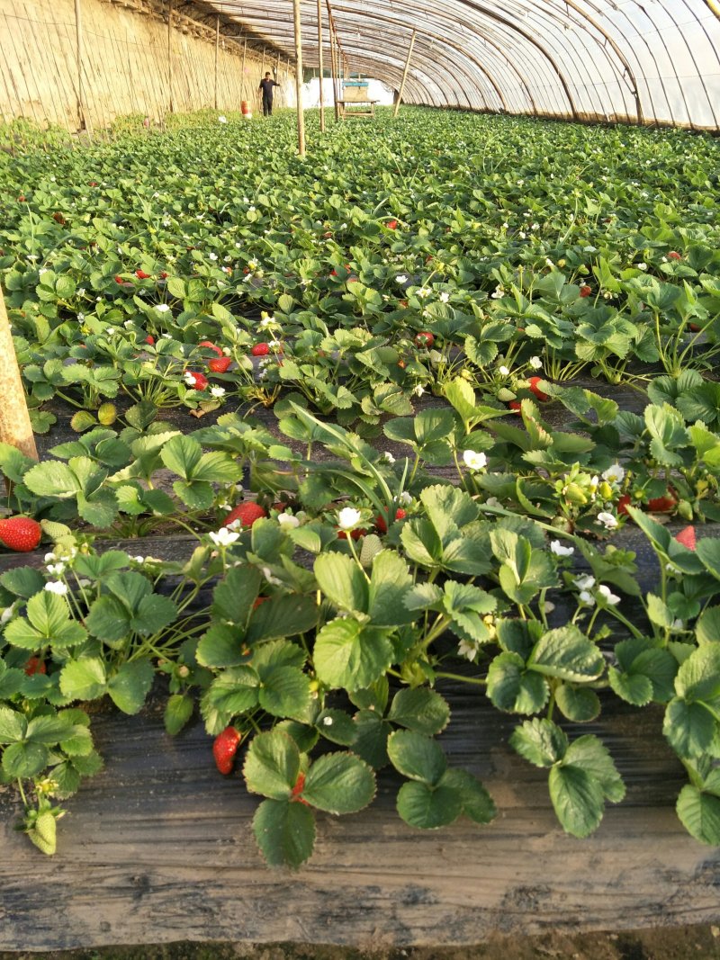 刘家峡奶油草莓大量上市欢迎采购