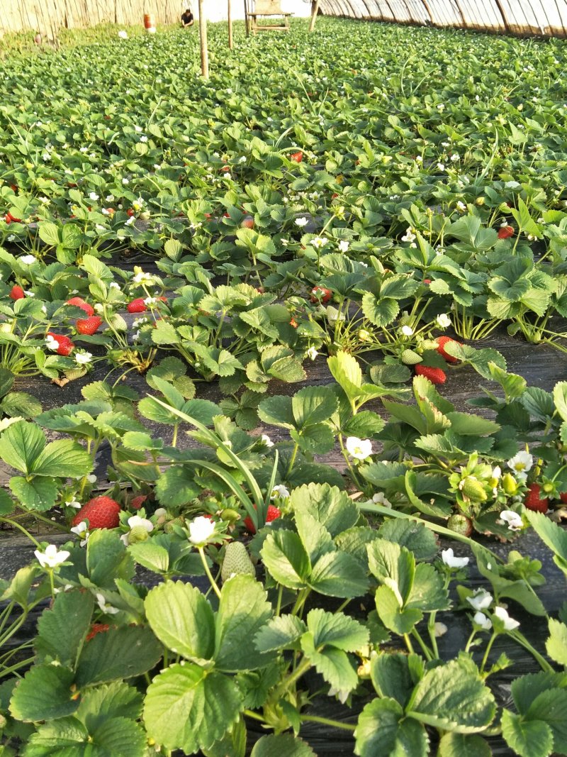 刘家峡奶油草莓大量上市欢迎采购