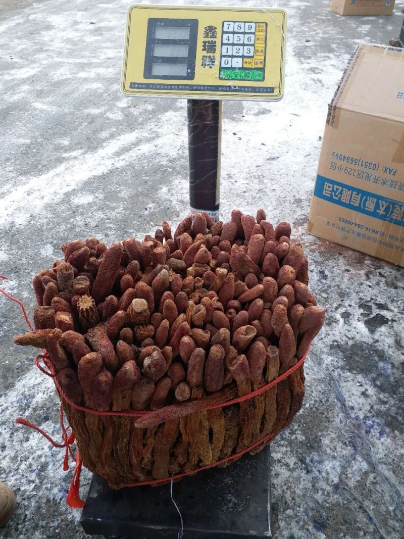 锁阳选装货