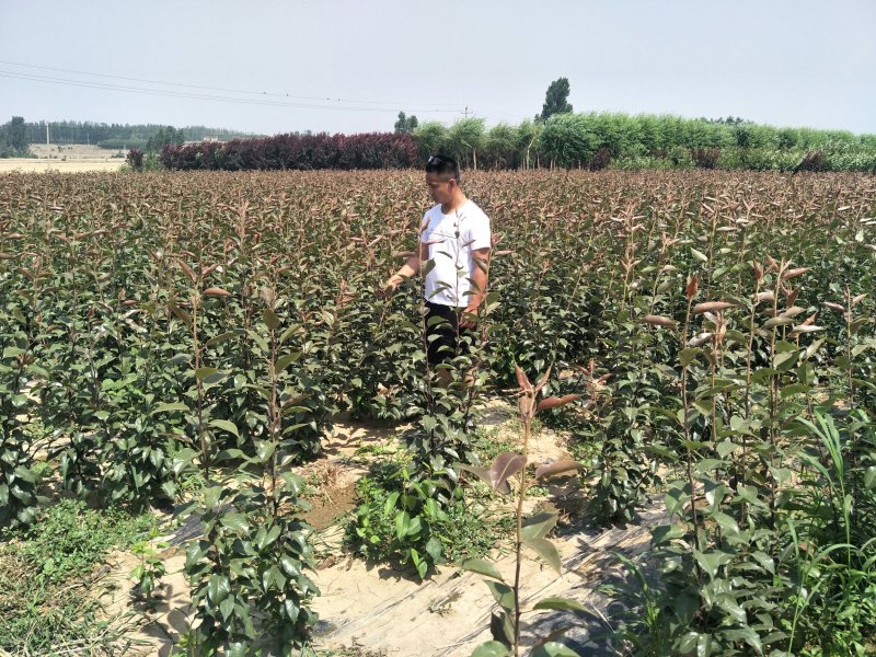 梨树苗秋月梨圆黄梨早酥红梨全红梨品种齐全【放心苗】