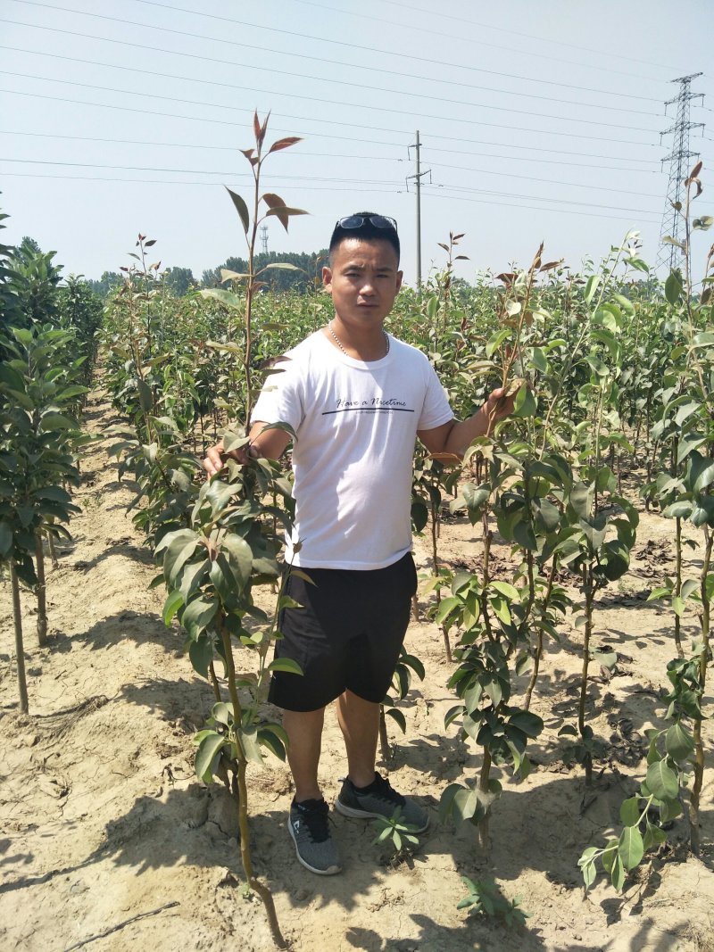 梨树苗秋月梨圆黄梨早酥红梨全红梨品种齐全【放心苗】