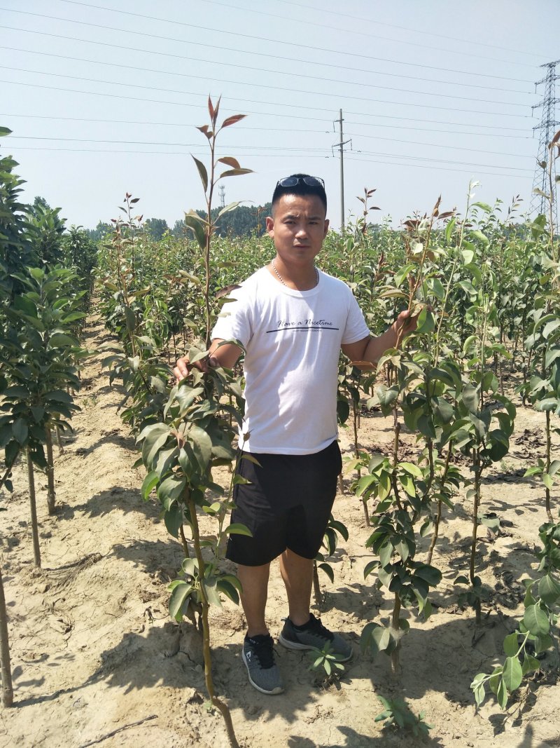 梨树苗秋月梨圆黄梨早酥红梨全红梨品种齐全【放心苗】