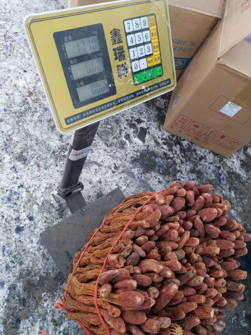 锁阳选装货