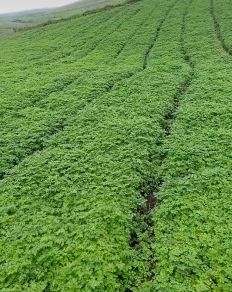 当归种子包发芽率2020年新采收免费提供种植技术