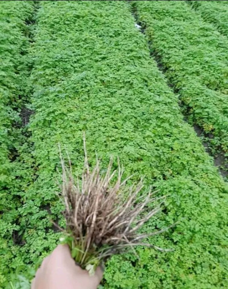 当归种子包发芽率2020年新采收免费提供种植技术