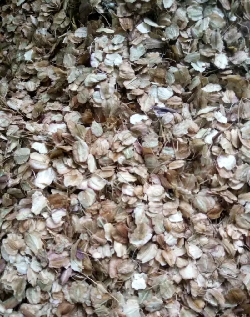 当归种子包发芽率2020年新采收免费提供种植技术