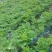 当归种子包发芽率2020年新采收免费提供种植技术