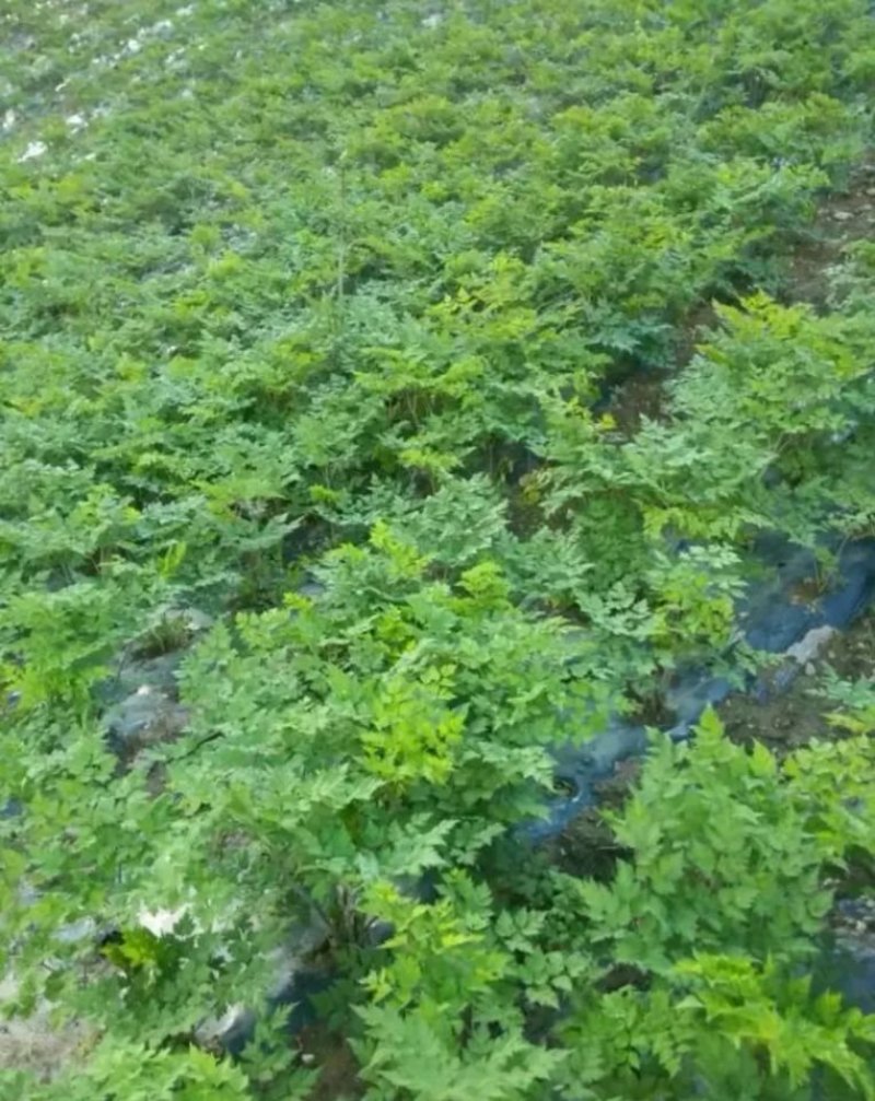 当归种子包发芽率2020年新采收免费提供种植技术