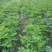 当归种子包发芽率2020年新采收免费提供种植技术