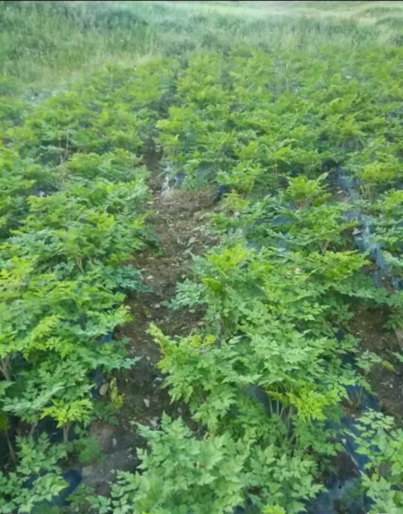 当归种子包发芽率2020年新采收免费提供种植技术