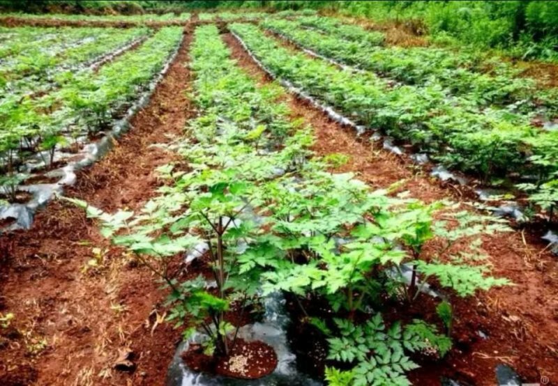 当归种子包发芽率2020年新采收免费提供种植技术