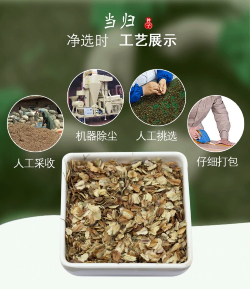 当归种子包发芽率2020年新采收免费提供种植技术