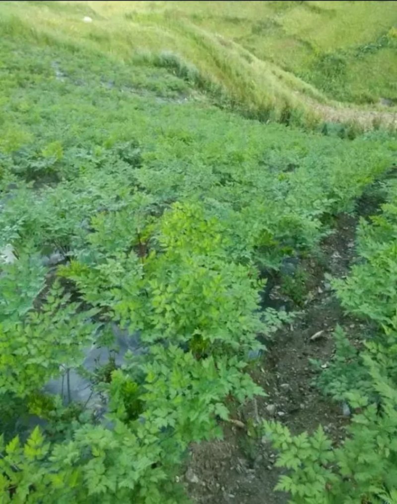 当归种子包发芽率2020年新采收免费提供种植技术
