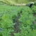 当归种子包发芽率2020年新采收免费提供种植技术