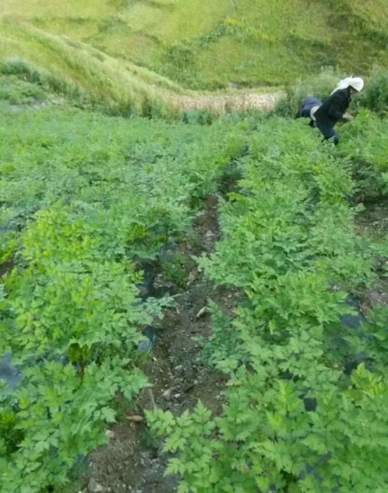 当归种子包发芽率2020年新采收免费提供种植技术