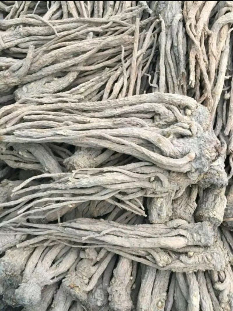 当归种子包发芽率2020年新采收免费提供种植技术