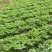 当归种子包发芽率2020年新采收免费提供种植技术
