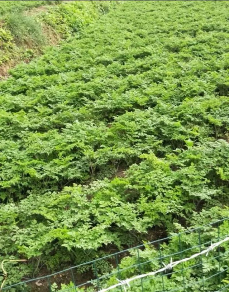 当归种子包发芽率2020年新采收免费提供种植技术