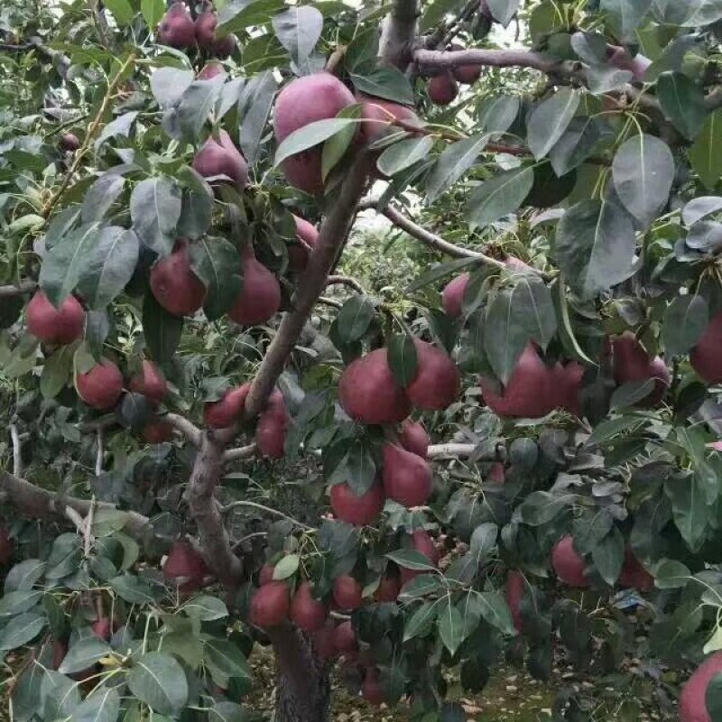 梨树苗秋月梨圆黄梨早酥红梨全红梨品种齐全【放心苗】