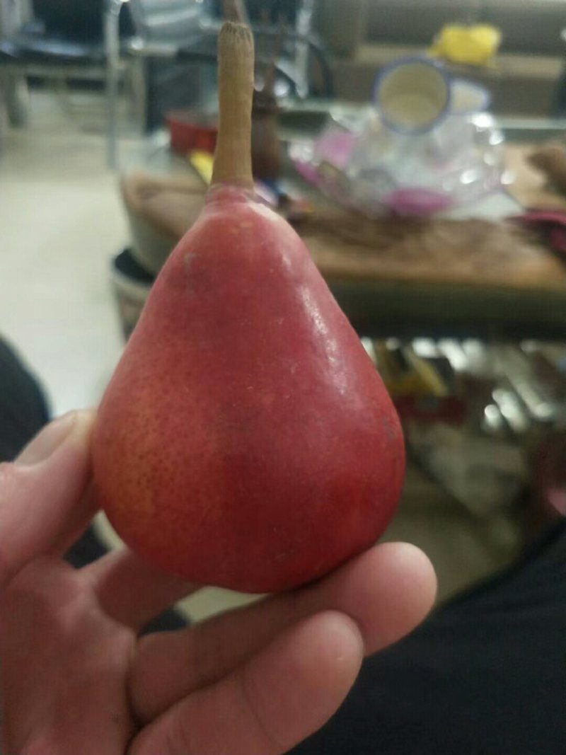 梨树苗秋月梨圆黄梨早酥红梨全红梨品种齐全【放心苗】