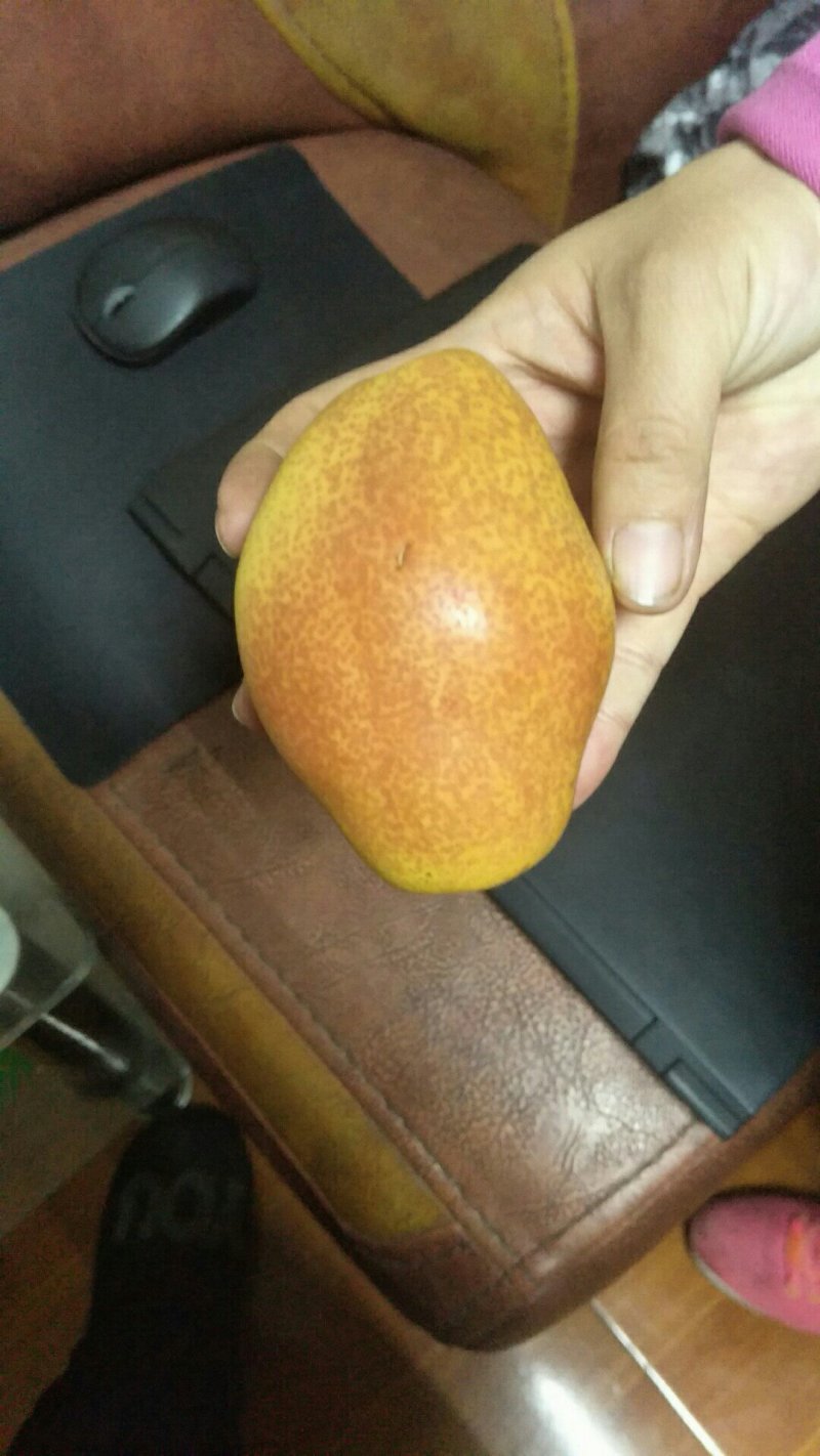 梨树苗秋月梨圆黄梨早酥红梨全红梨品种齐全【放心苗】