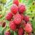 树莓树莓苗双季红树莓苗双季红树莓红树莓苗