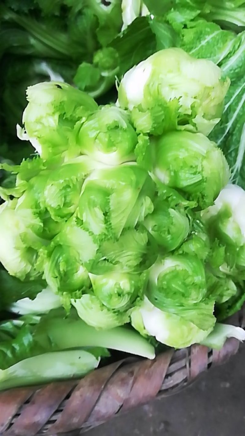 儿菜