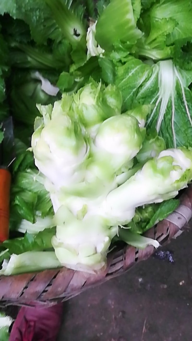 儿菜