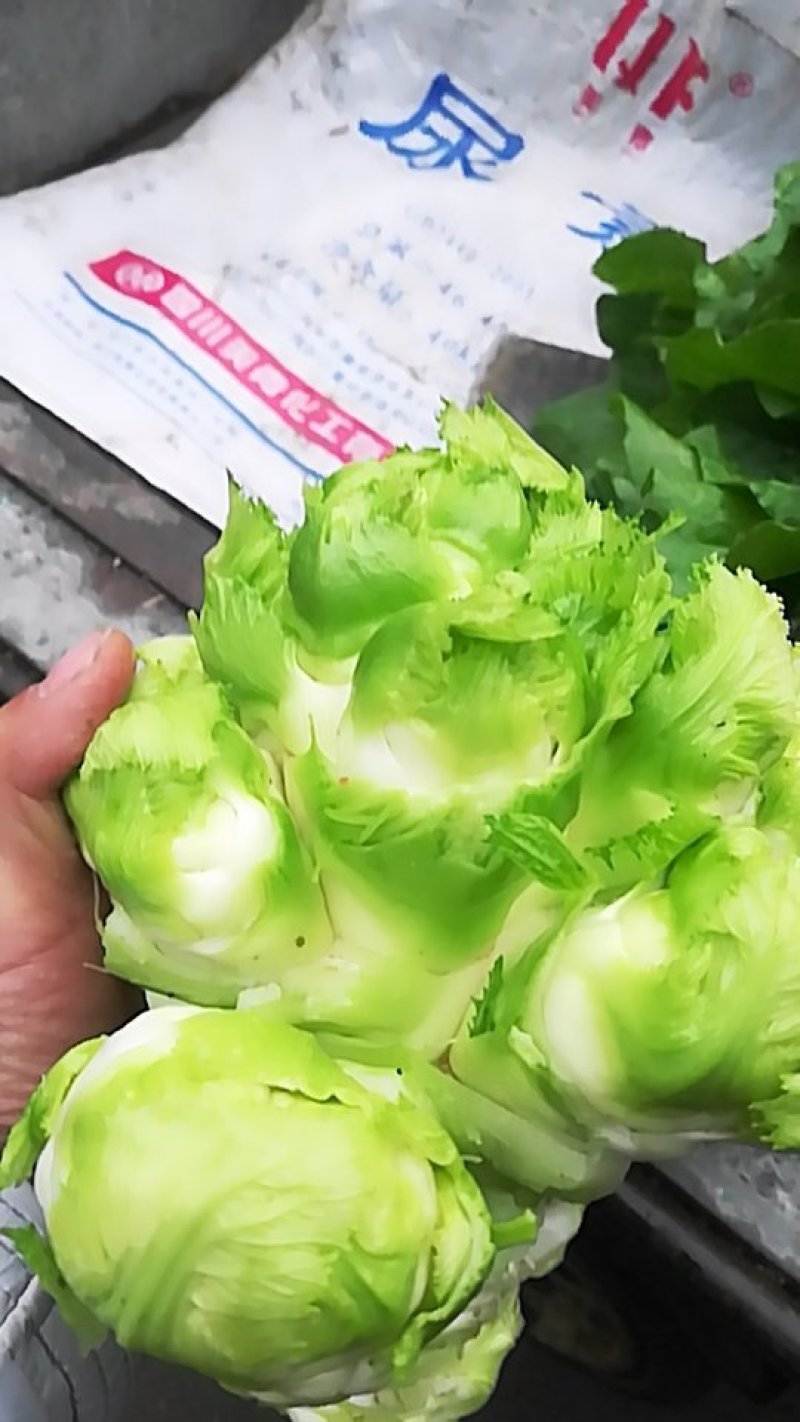 儿菜