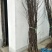维纳斯苹果树苗水密桃苹果，爱妃苹果，望乡红苹果，基地直销