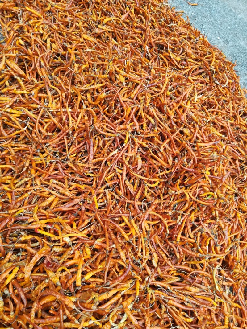 大批量供应精品黄干辣椒