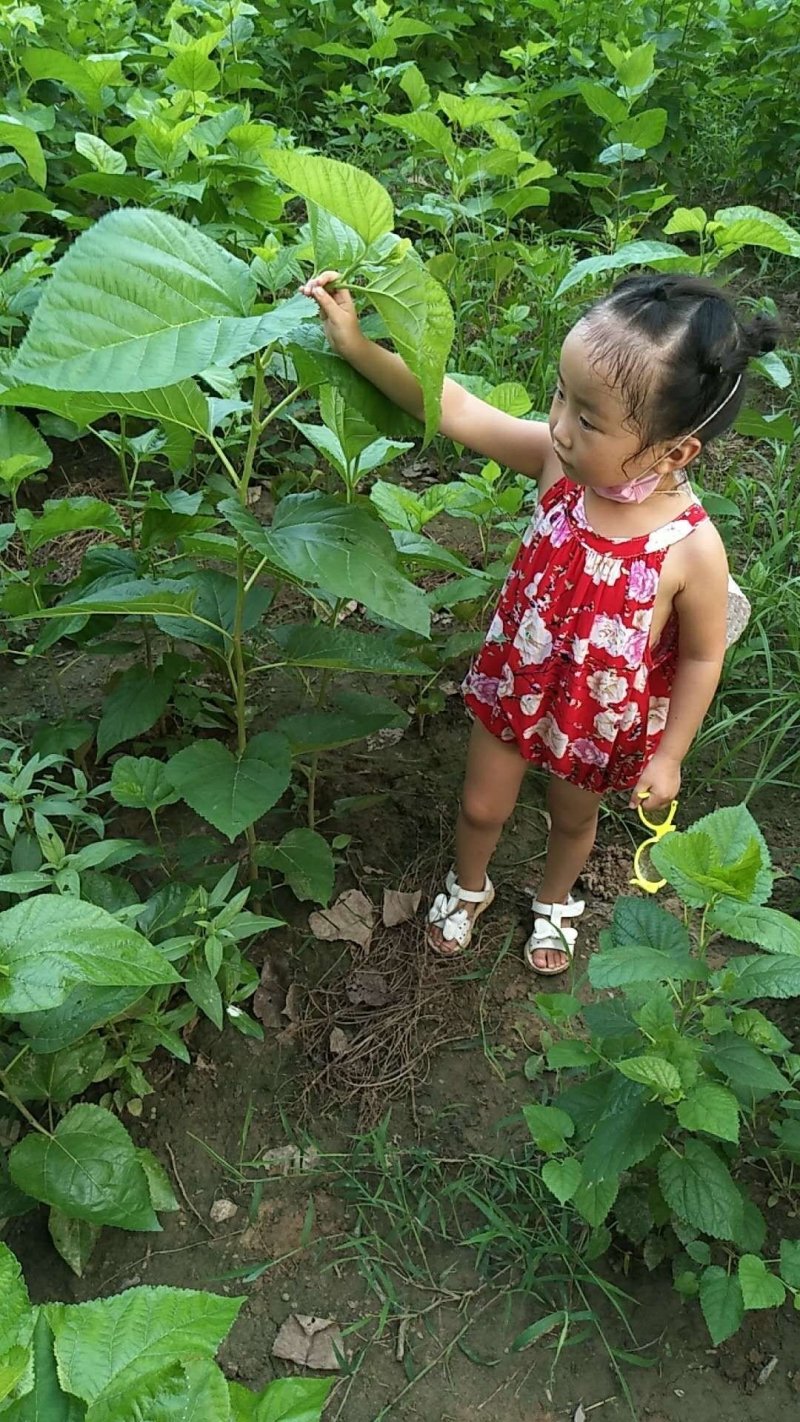 千亩桑园实生桑，蛋白桑，农桑14，强桑1号占地绿化桑果桑