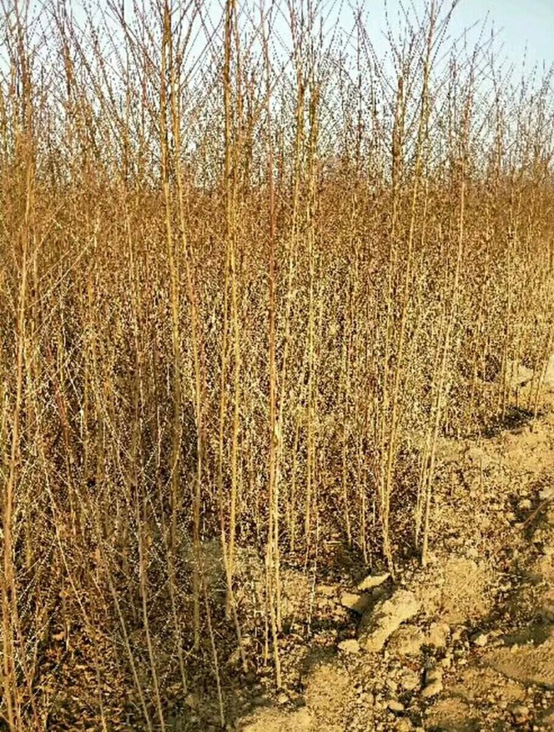桃树实生苗一年苗占地苗