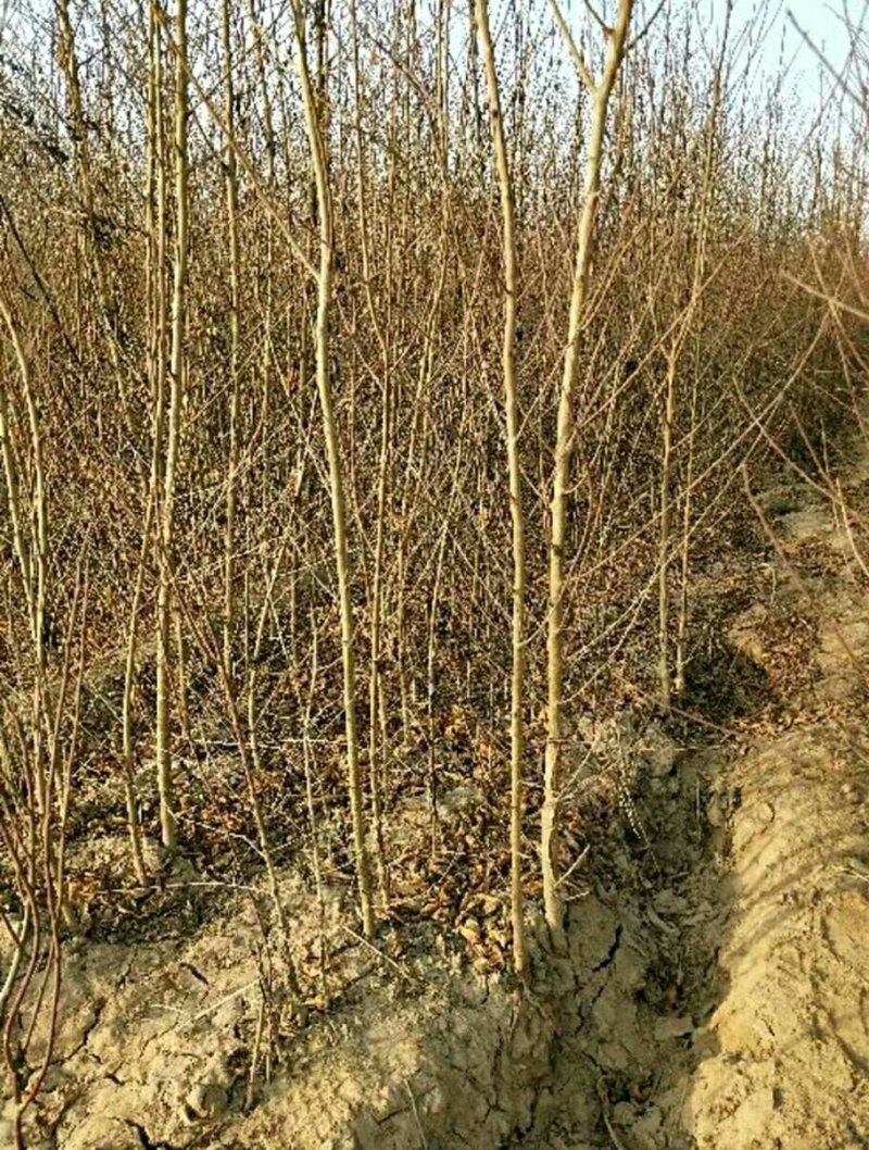 桃树实生苗一年苗占地苗