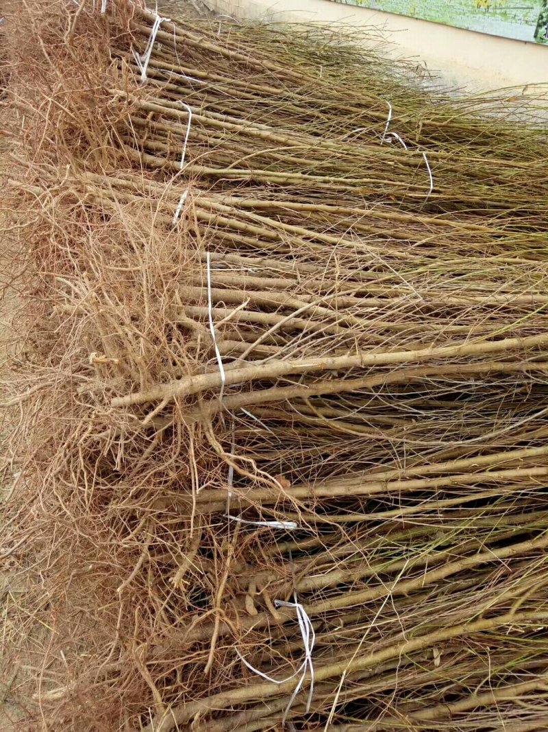 桃树实生苗一年苗占地苗
