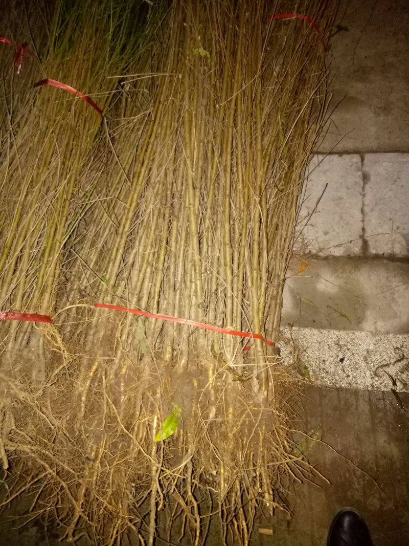 桃树实生苗一年苗占地苗