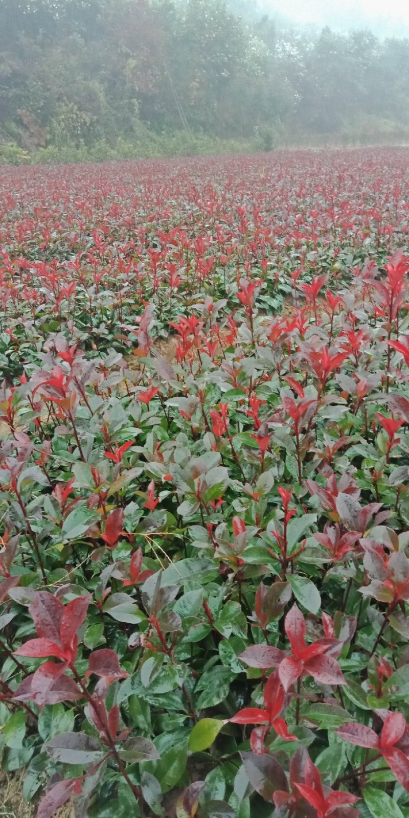 大量供应一年生到俩年生红叶石楠小苗