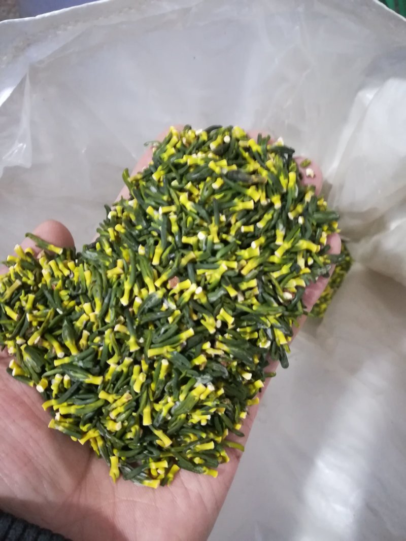 精选莲子芯一斤起批5斤起包邮