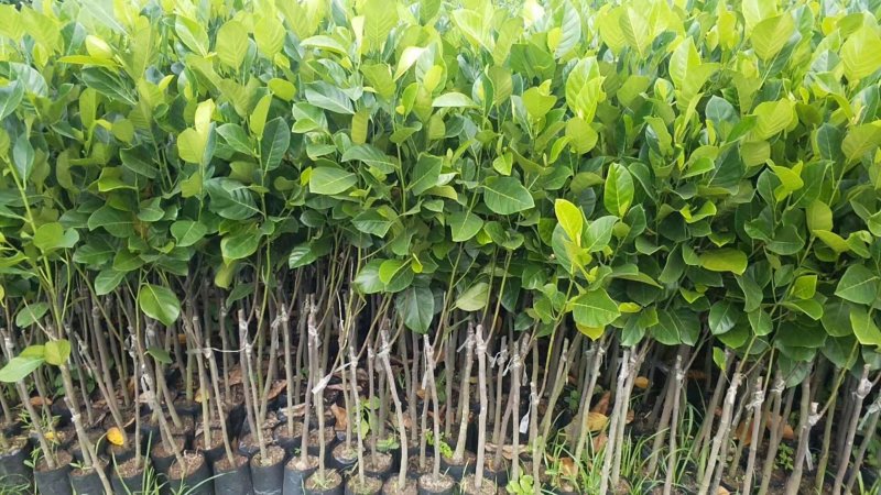 泰国红肉菠萝蜜树苗。红肉菠萝蜜
