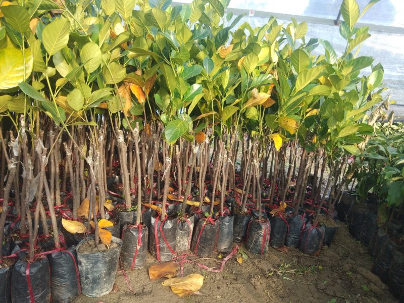 泰国红肉菠萝蜜树苗。红肉菠萝蜜