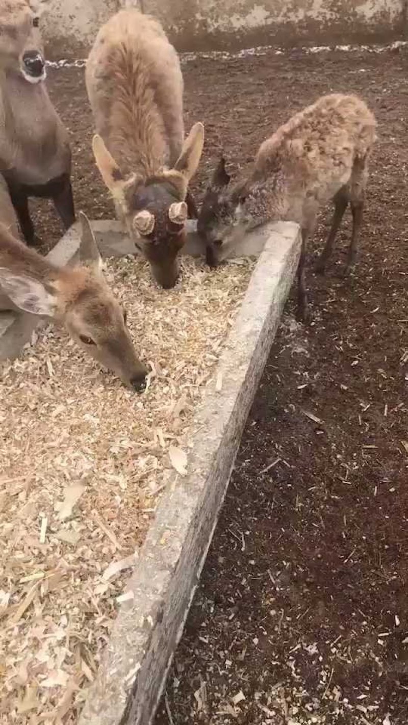 【质量好】鹿茸片吉林鹿场发货人工筛选质量精选男泡酒水