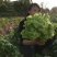 早熟儿菜四川儿菜无斑点色嫩绿质量很好量大从优