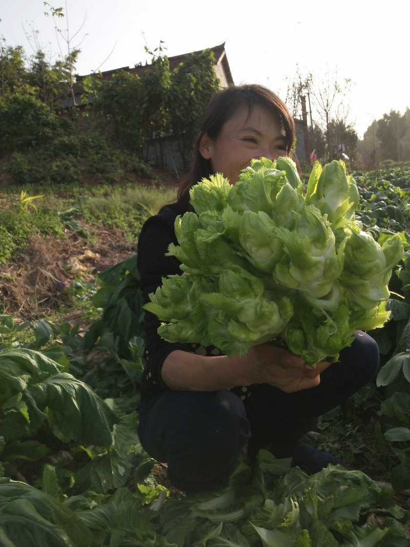 早熟儿菜四川儿菜无斑点色嫩绿质量很好量大从优