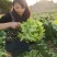 早熟儿菜四川儿菜无斑点色嫩绿质量很好量大从优