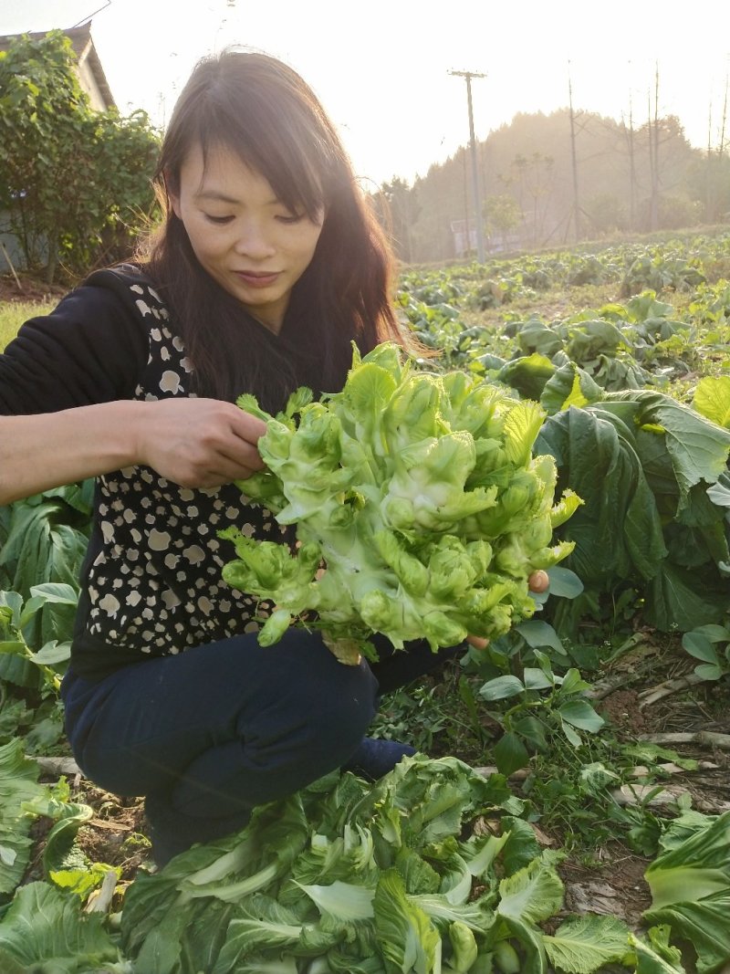 早熟儿菜四川儿菜无斑点色嫩绿质量很好量大从优