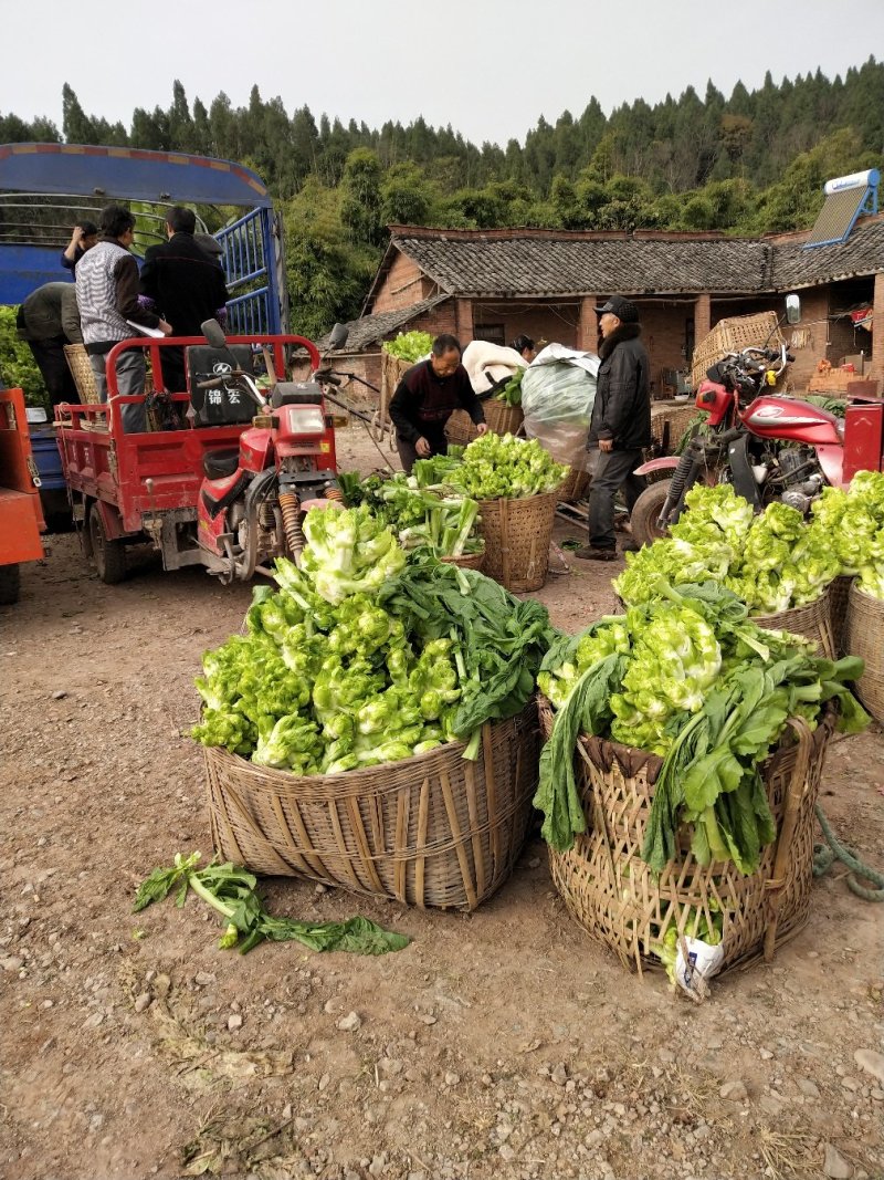 早熟儿菜四川儿菜无斑点色嫩绿质量很好量大从优