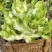 早熟儿菜四川儿菜无斑点色嫩绿质量很好量大从优