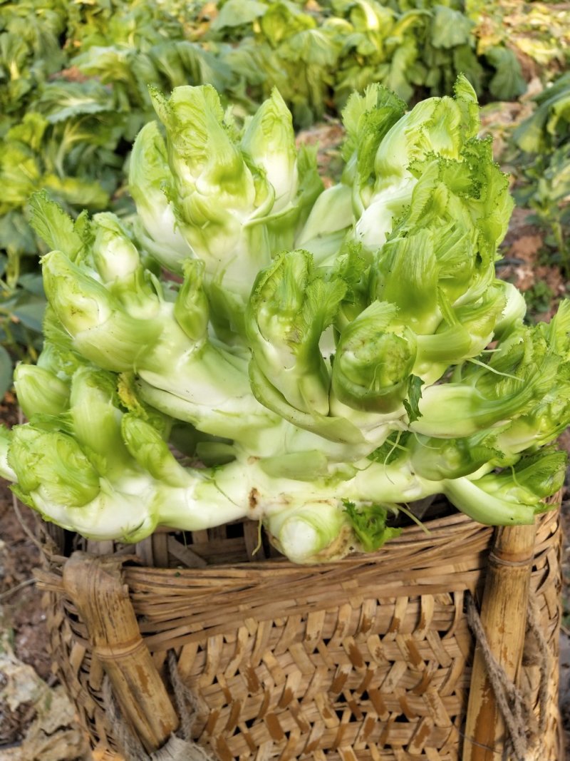 早熟儿菜四川儿菜无斑点色嫩绿质量很好量大从优