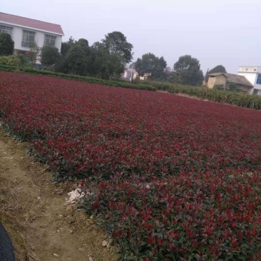 一年生到俩年生红叶石楠大量供应